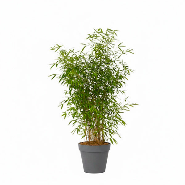 Bamboo plant 100/150cm