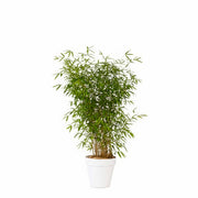 Bamboo plant 100/150cm
