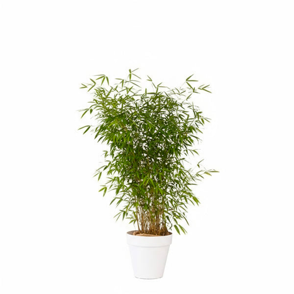 Bamboo plant 100/150cm