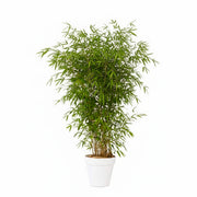 Bamboo plant 175/200cm H
