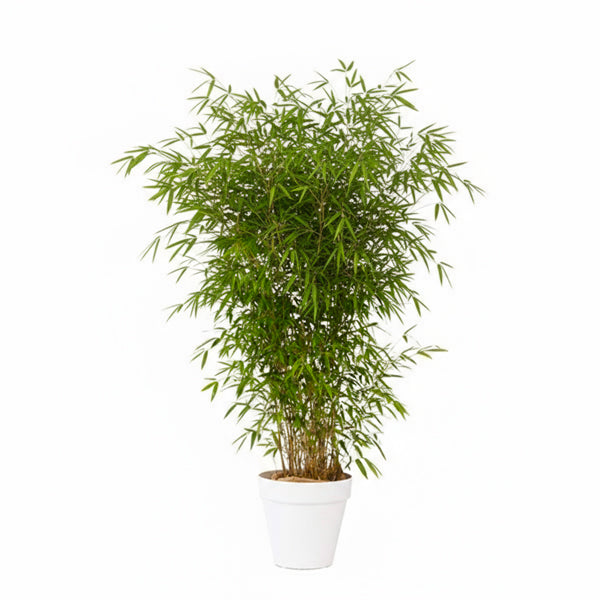 Bamboo plant 175/200cm H