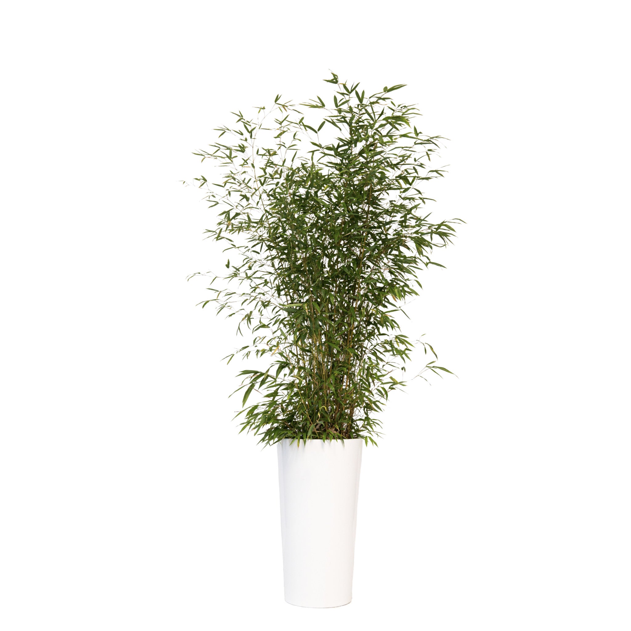 Bamboo plant 175/200cm H