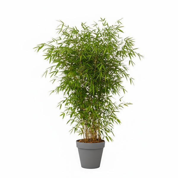 Bamboo plant 175/200cm H