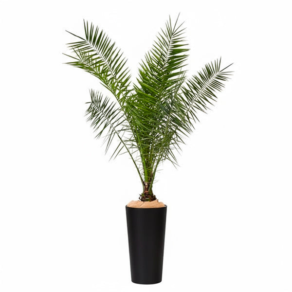 Canariensis - 150cm H