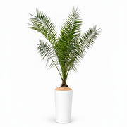 Canariensis - 150cm H