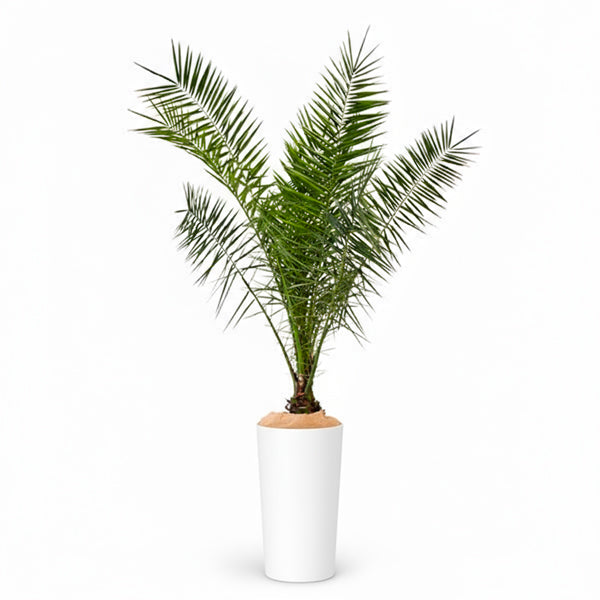 Canariensis - 150cm H