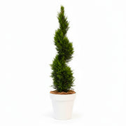 Spiral Cypress - 150cm H