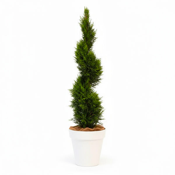 Spiral Cypress - 150cm H
