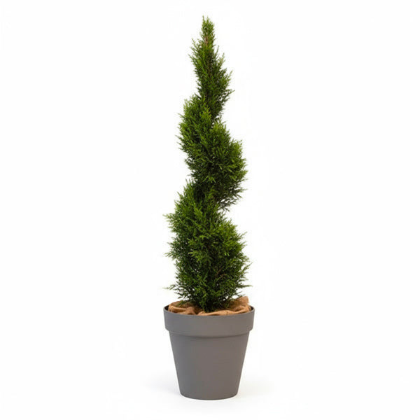 Spiral Cypress - 150cm H