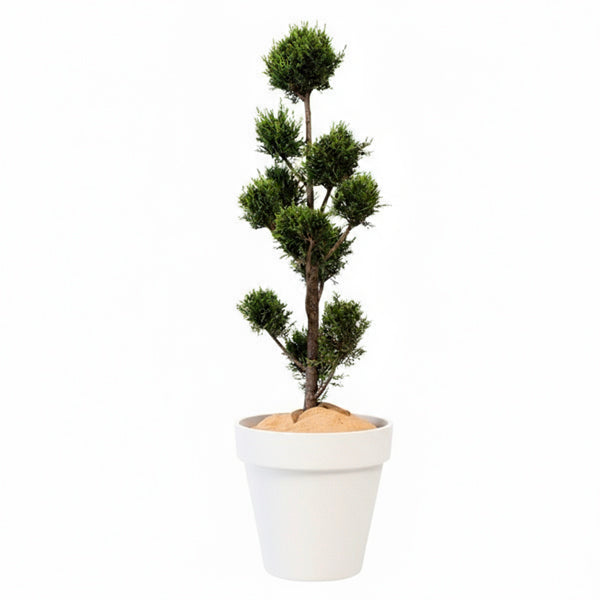 Cupressus Multi-ball - 150cm H
