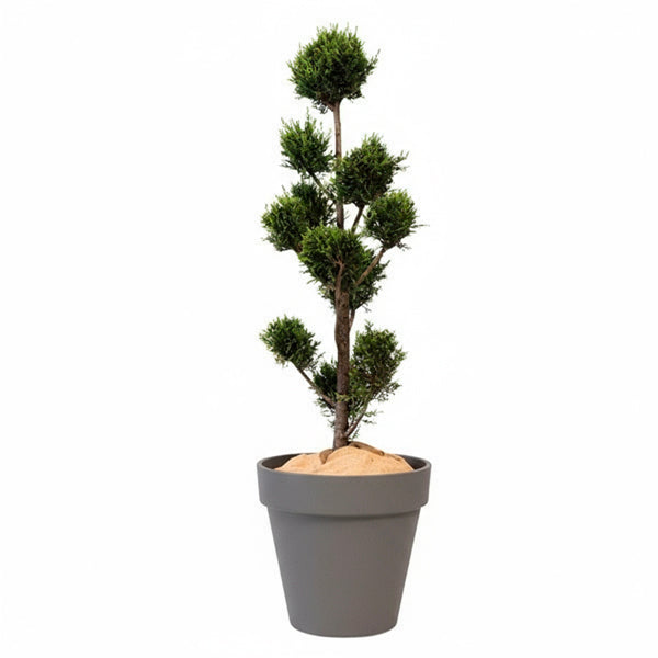 Cupressus Multi-ball - 150cm H