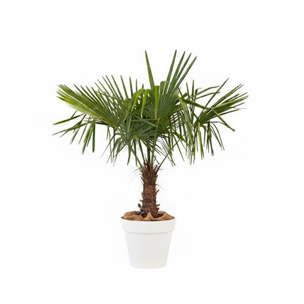 Chamaerops excelsa - 150cm Ht