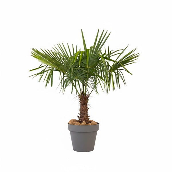 Chamaerops excelsa - 150cm Ht