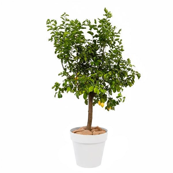 Standard Fruit Tree 175cm H