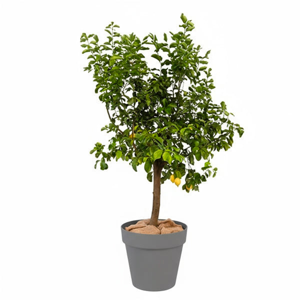 Standard Fruit Tree 175cm H