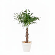 Chamaerops excelsa 200/250cm Ht