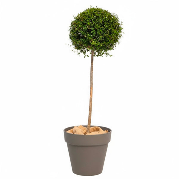 Privet Standard 150cm H
