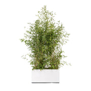 Bamboo 100/150cm Ht in planters