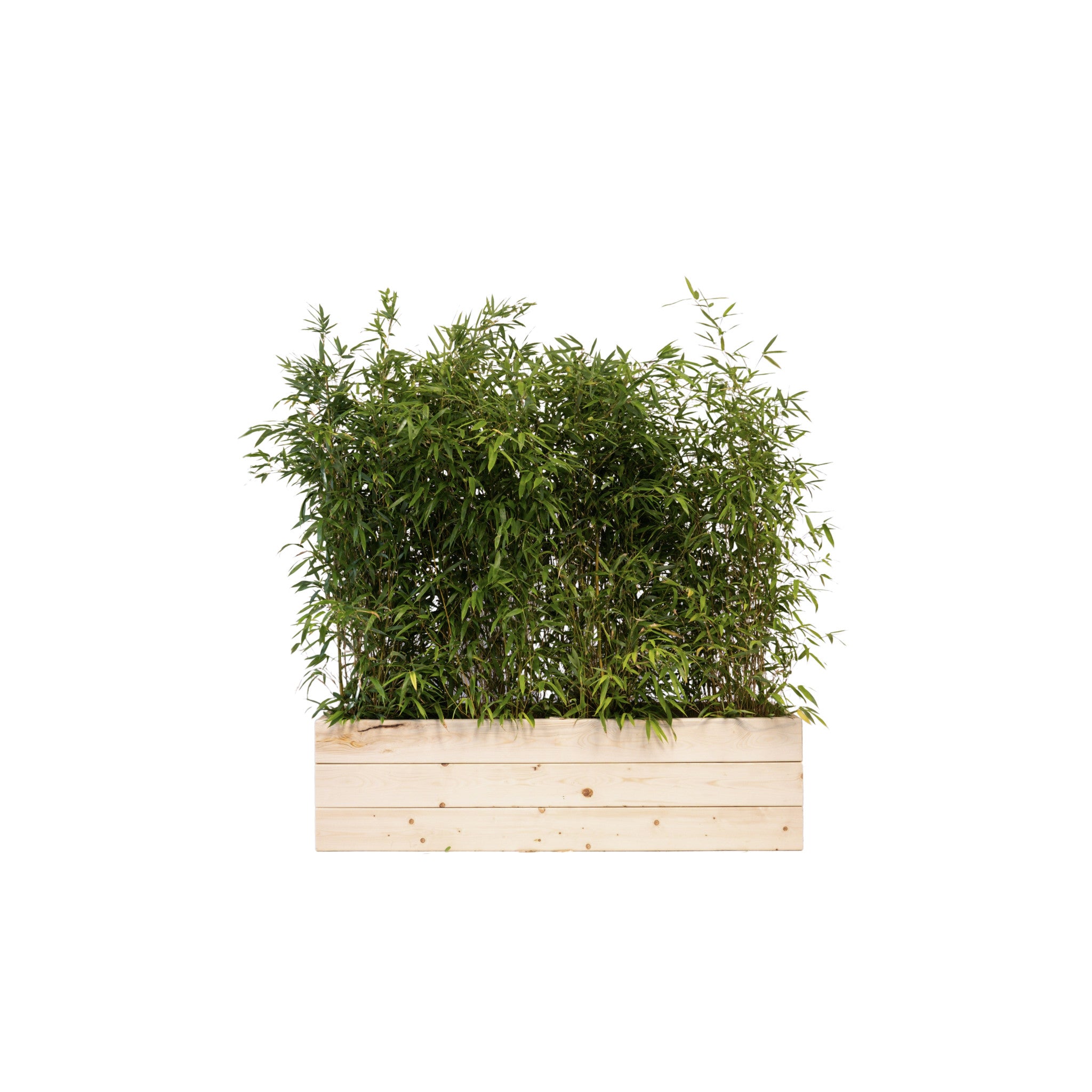 Bamboo 100/150cm Ht in planters