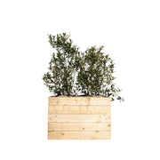 Photinia Bush 100/150 cm Ht in planter