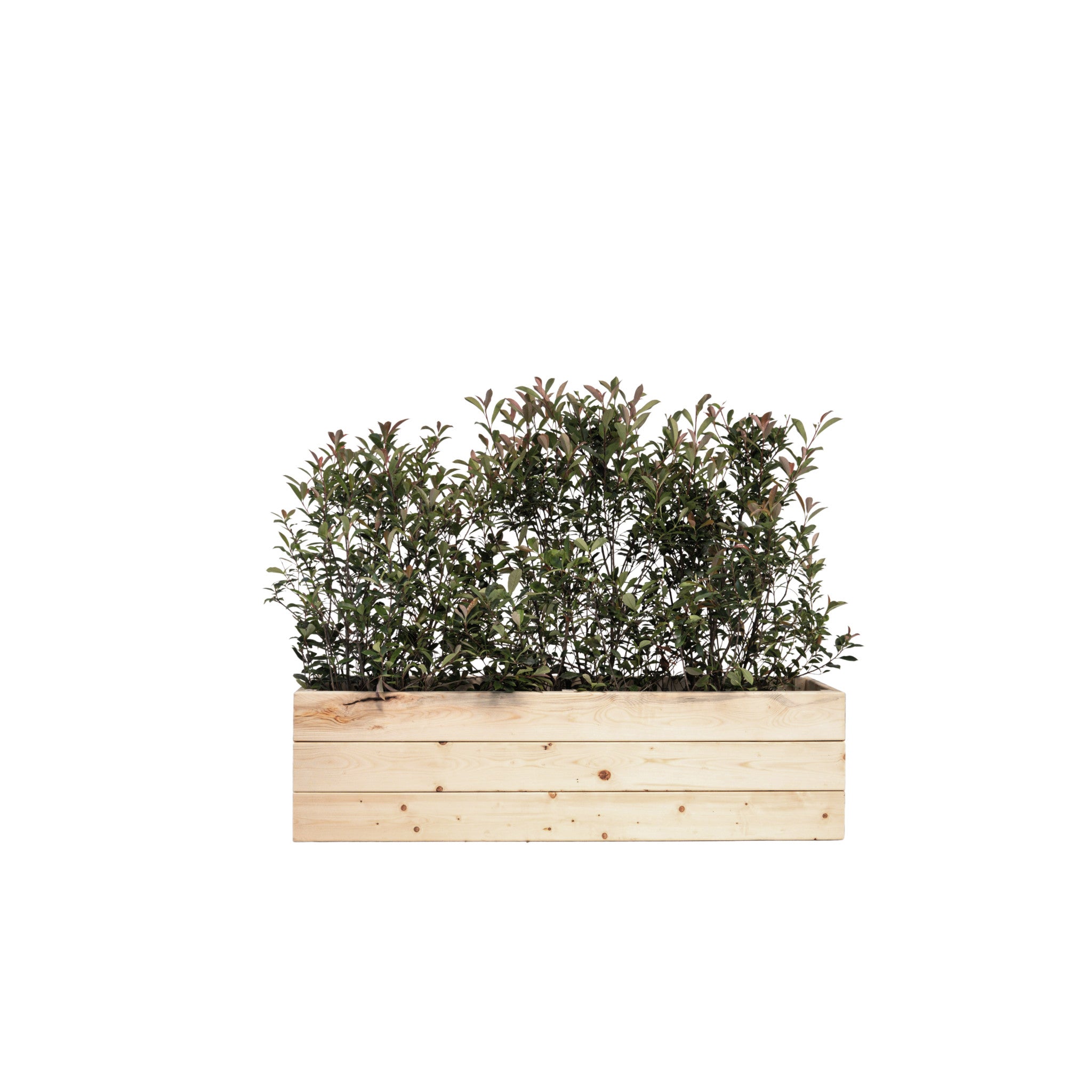 Photinia Bush 100/150 cm Ht in planter