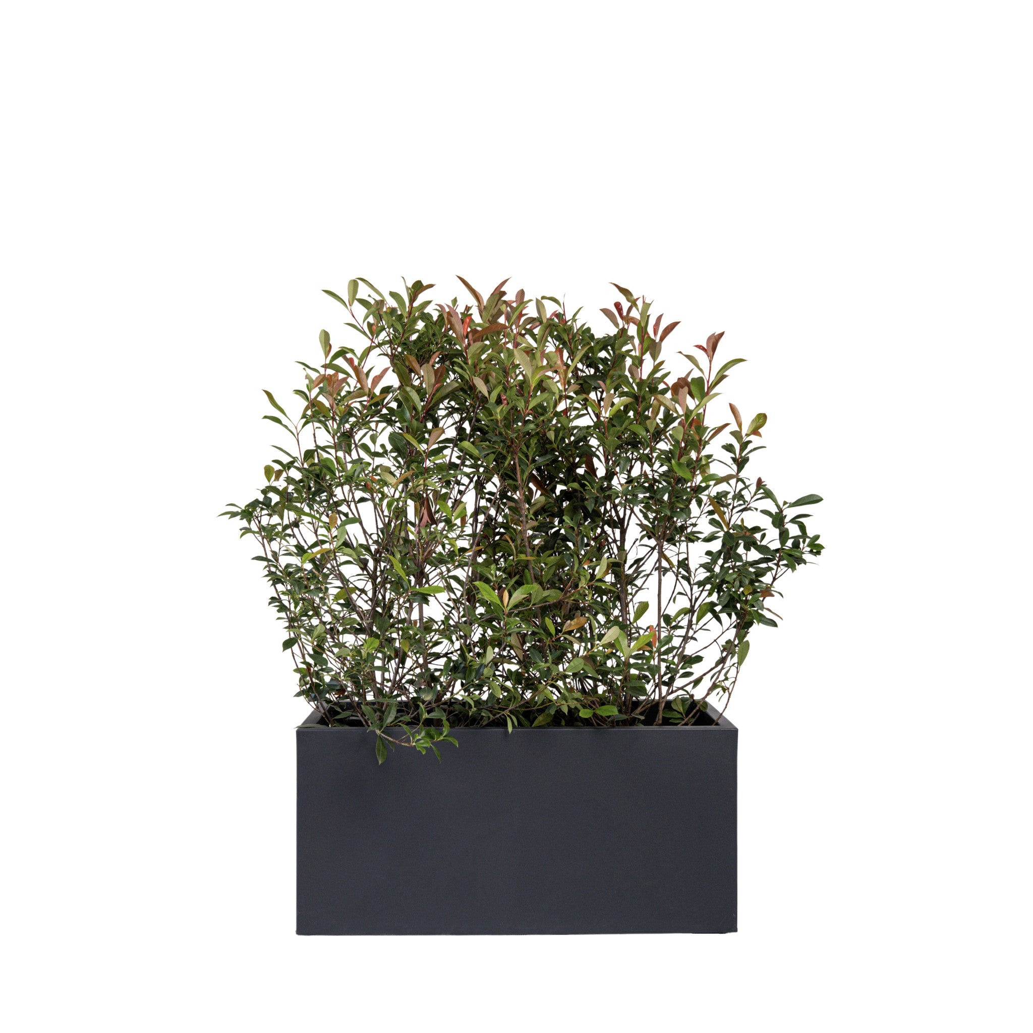 Photinia Bush 100/150 cm Ht in planter