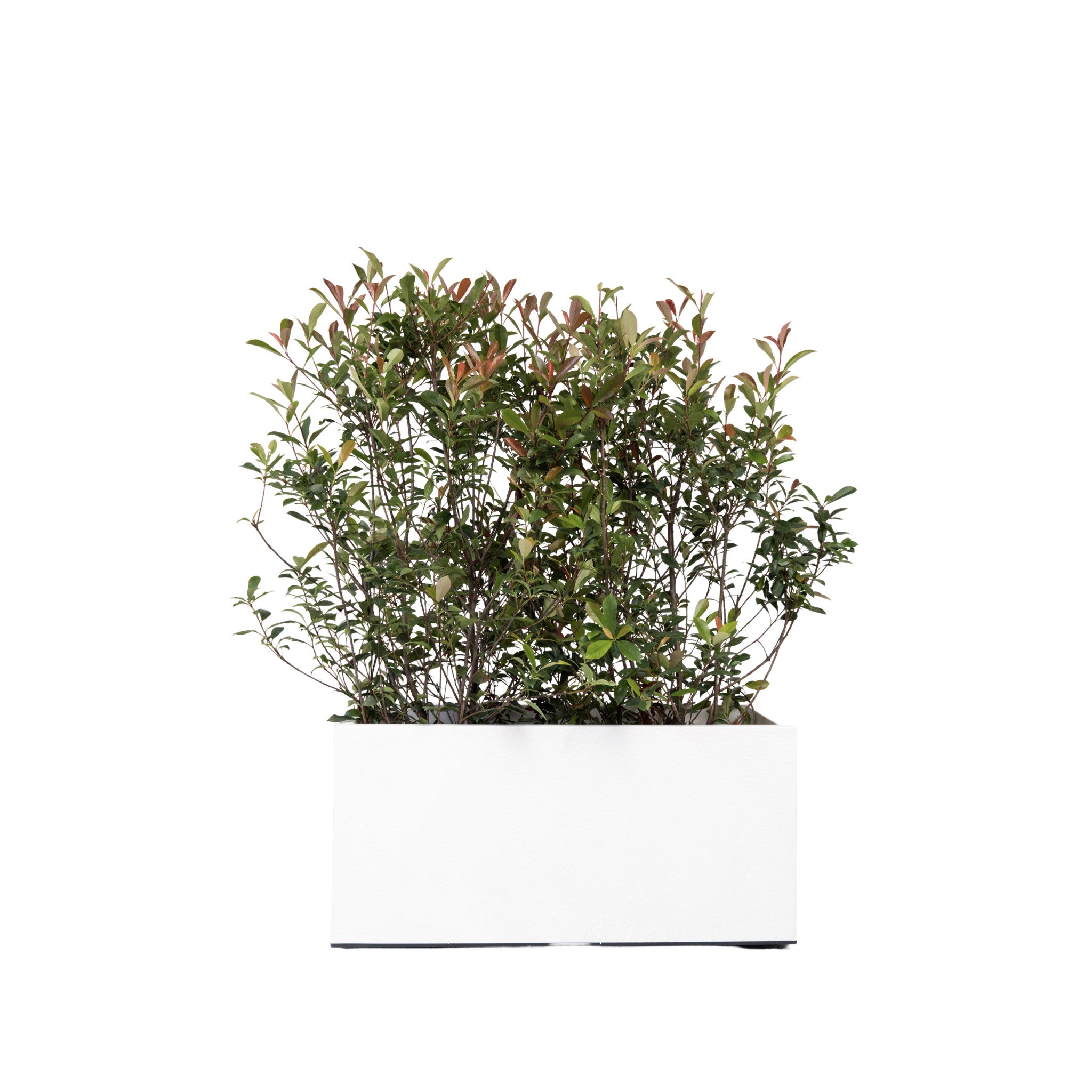 Photinia Bush 100/150 cm Ht in planter
