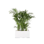 Kentia 150/175cm Ht in planter