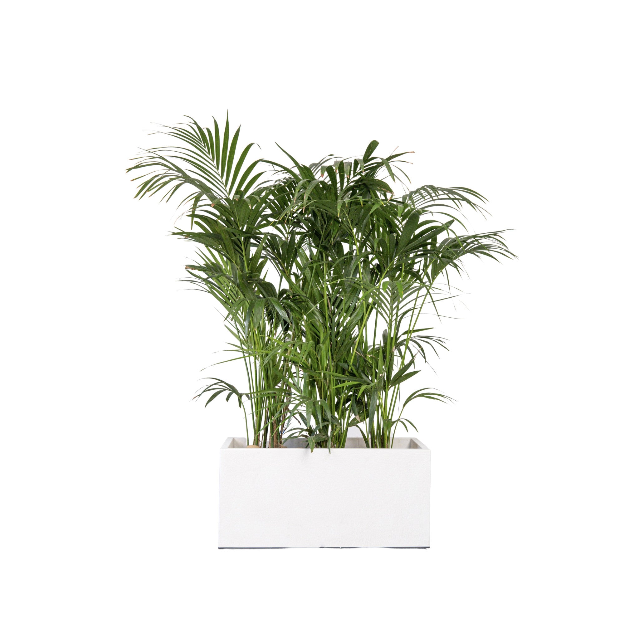 Kentia 150/175cm Ht in planter
