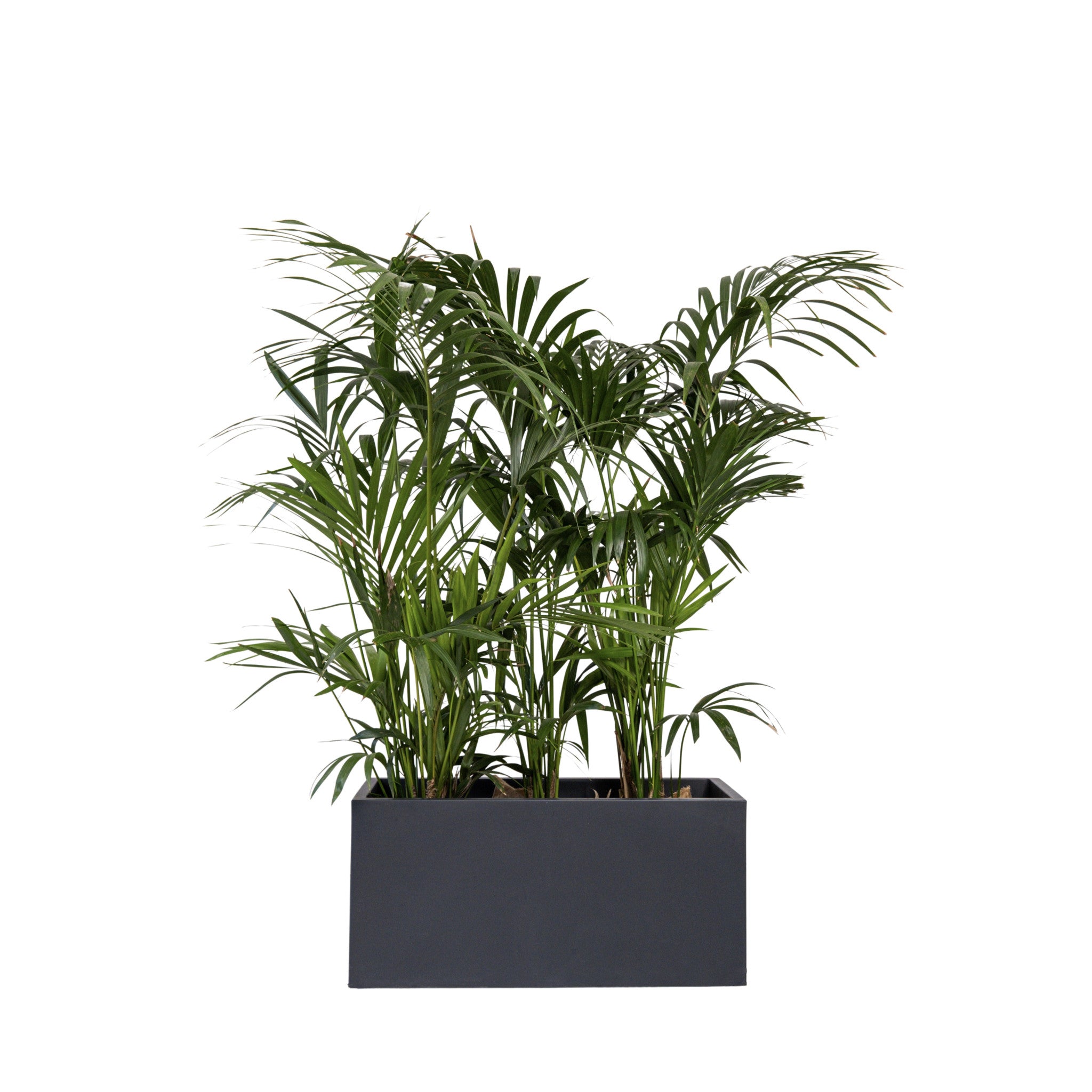 Kentia 150/175cm Ht in planter