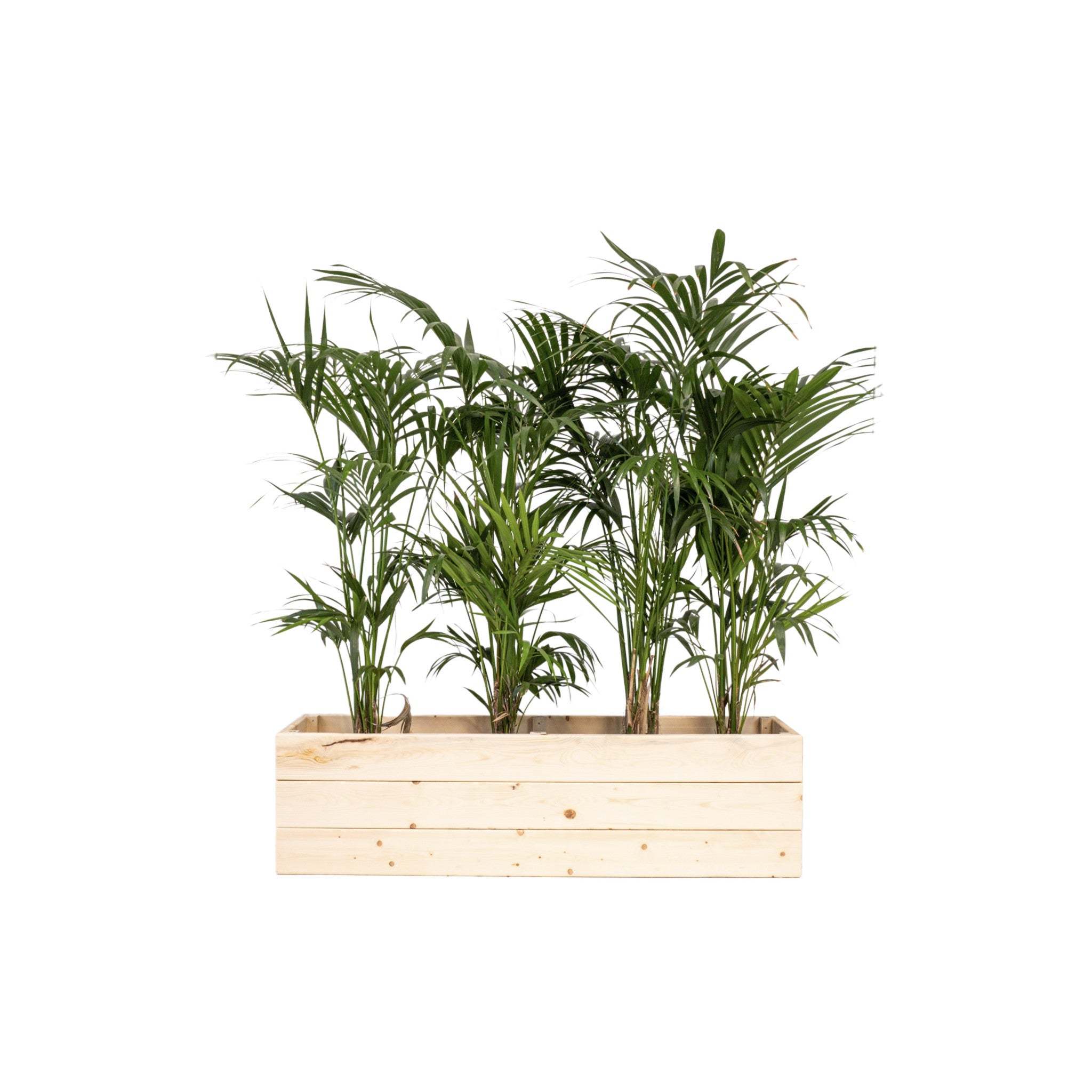 Kentia 150/175cm Ht in planter