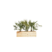 Chamaerops humilis 100/150cm Ht in planter