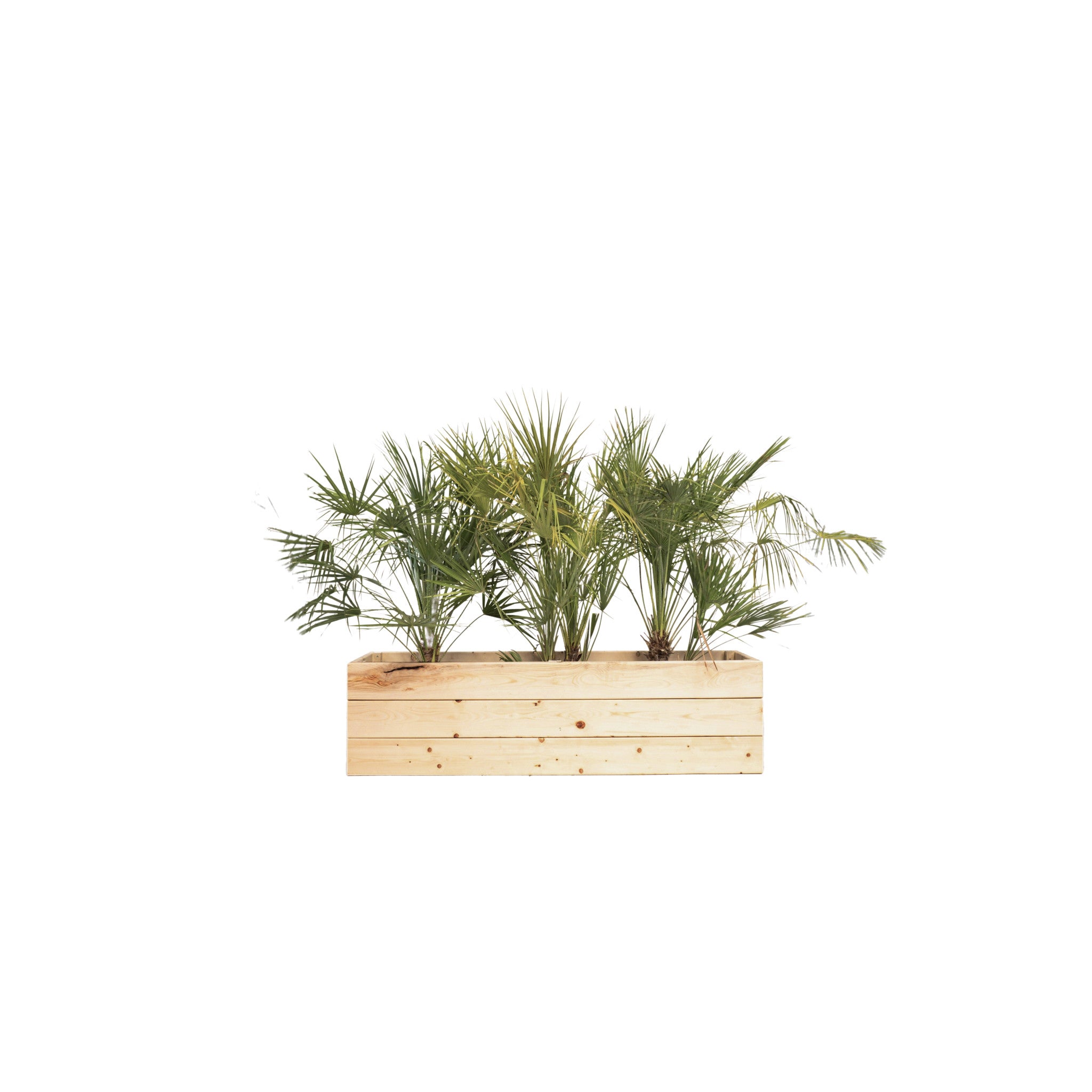 Chamaerops humilis 100/150cm Ht in planter