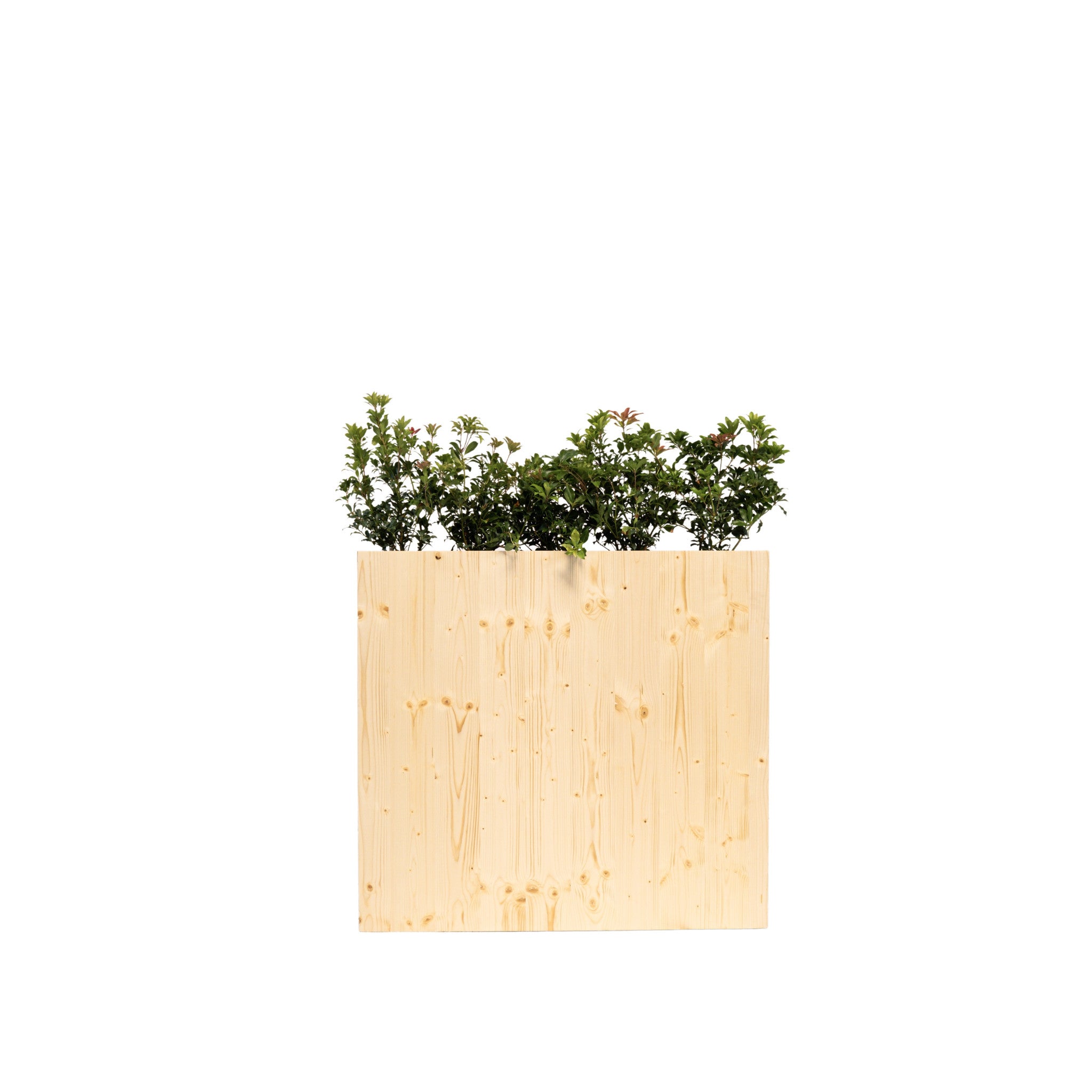 Pieris / Viburnum in a planter