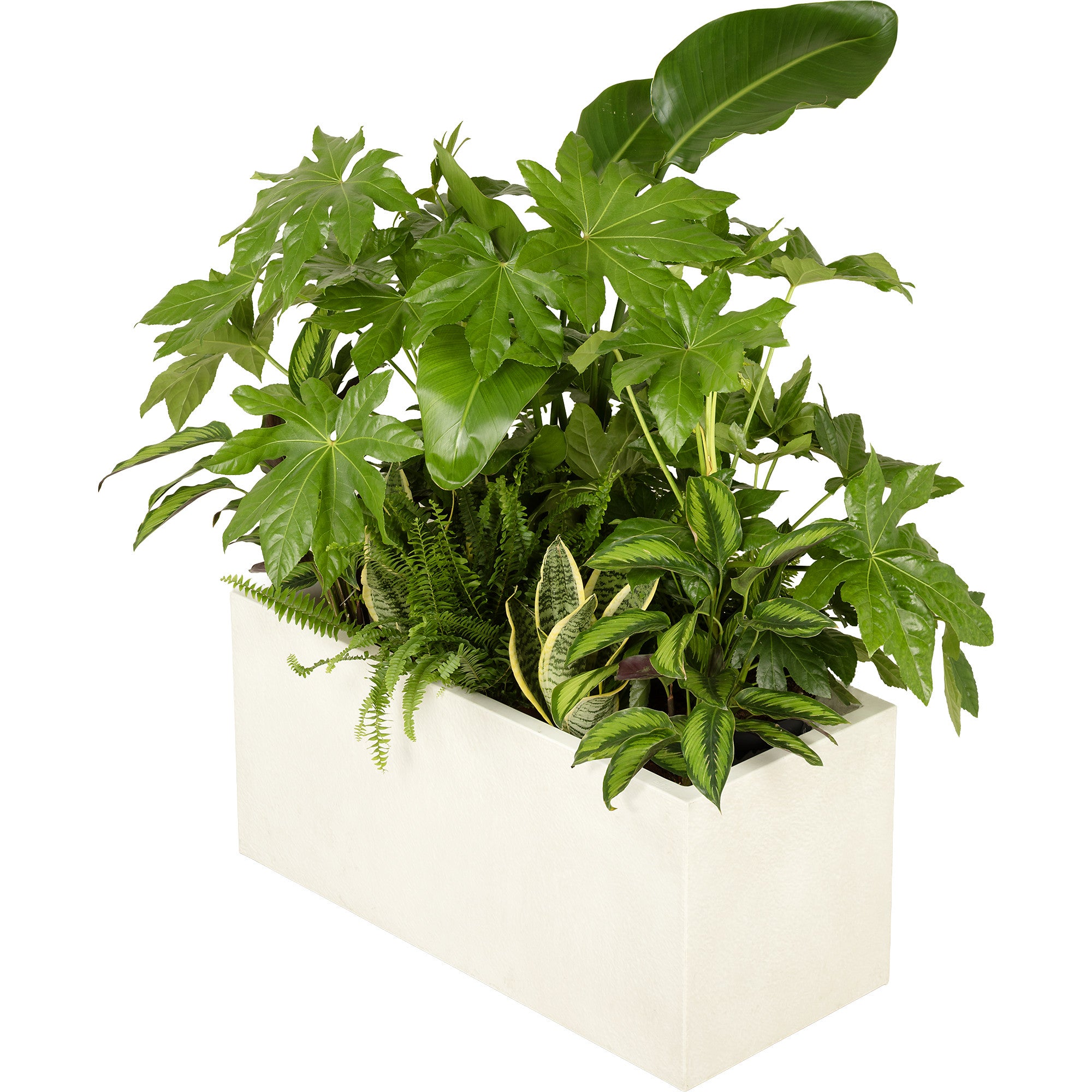 Exotic plant composition white planter