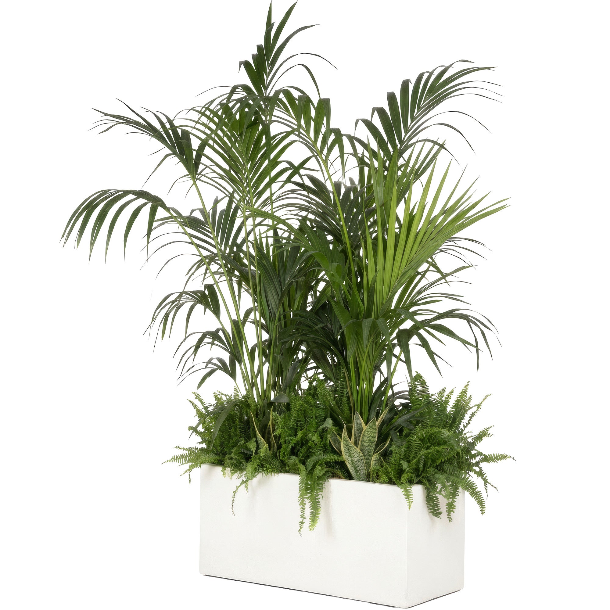 Exotic plant composition white planter