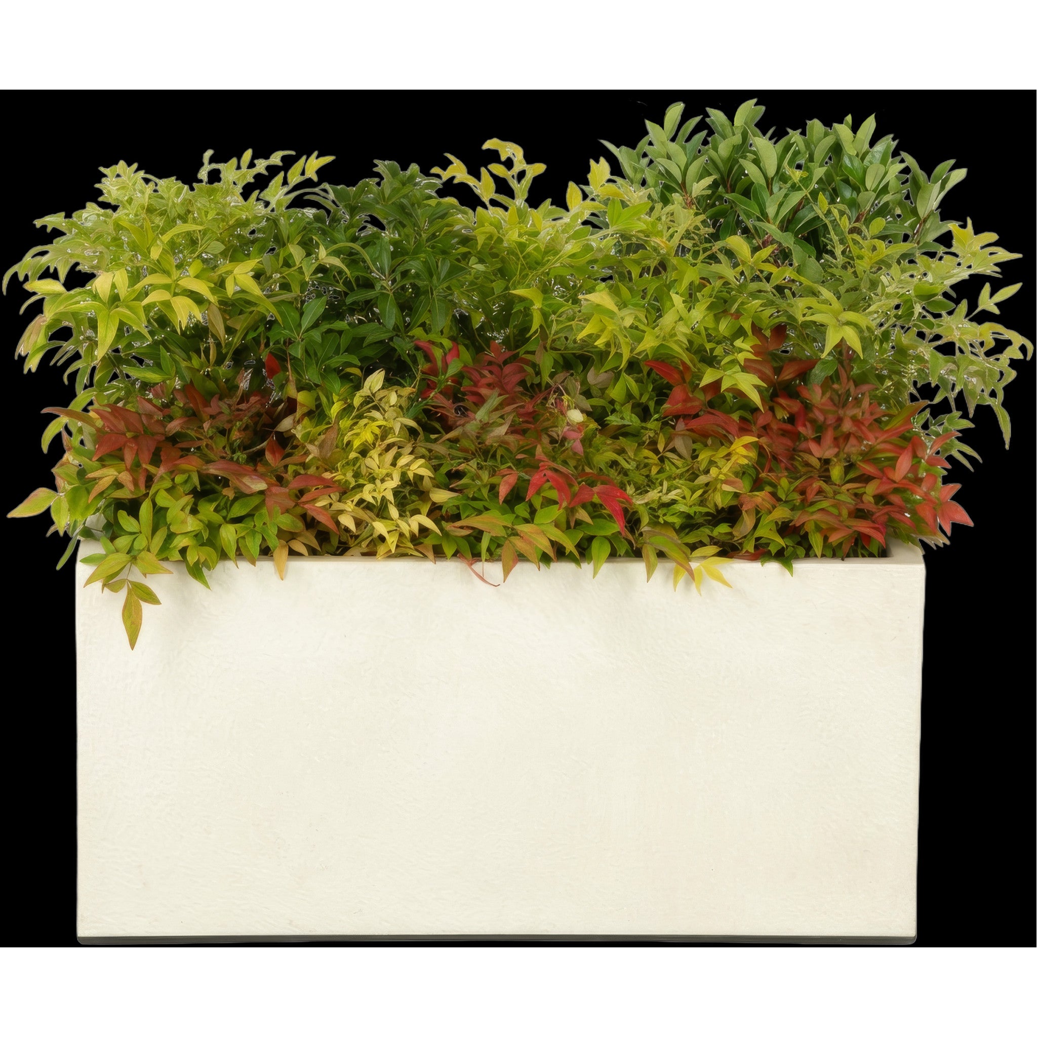 Composition of country-style planter plants