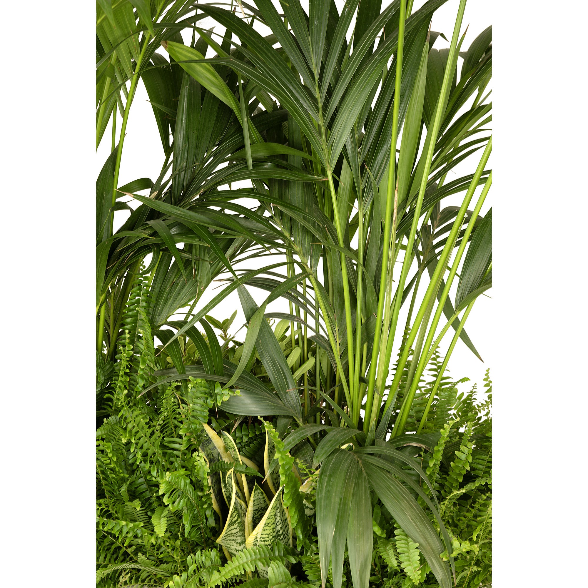 Exotic plant composition planter/wood