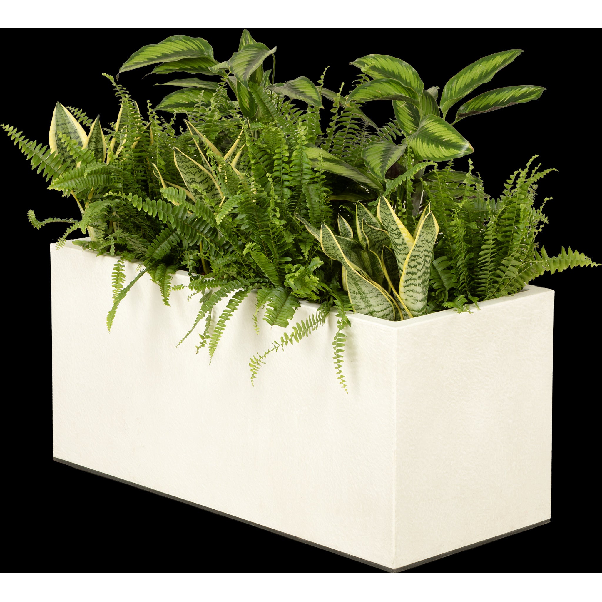 Exotic plant arrangement