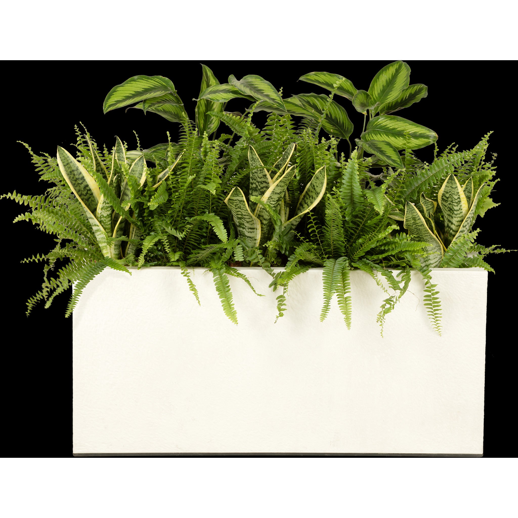 Exotic plant arrangement