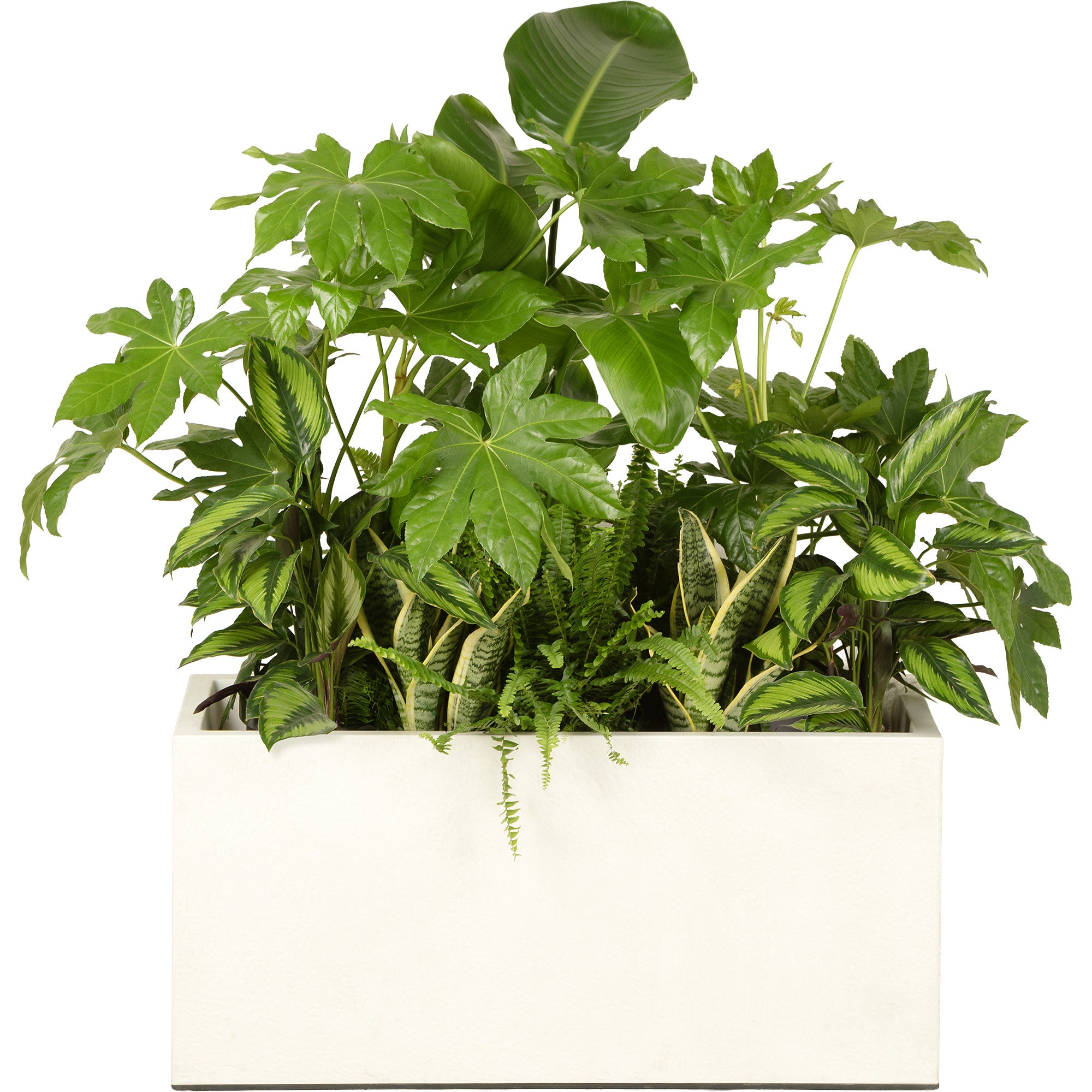 Exotic plant arrangement