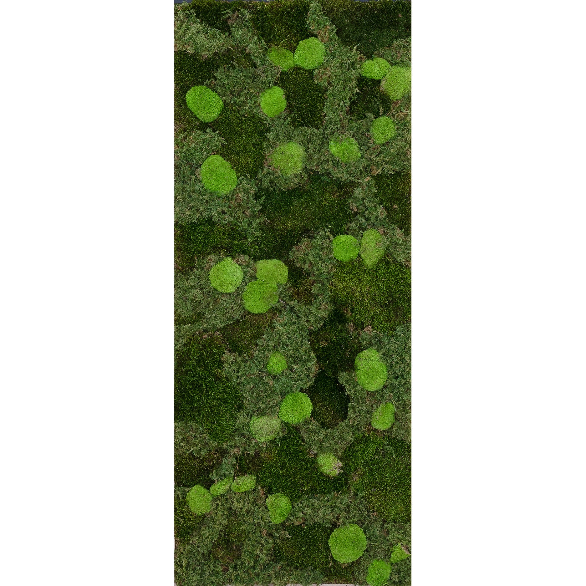 Preserved moss wall per square meter