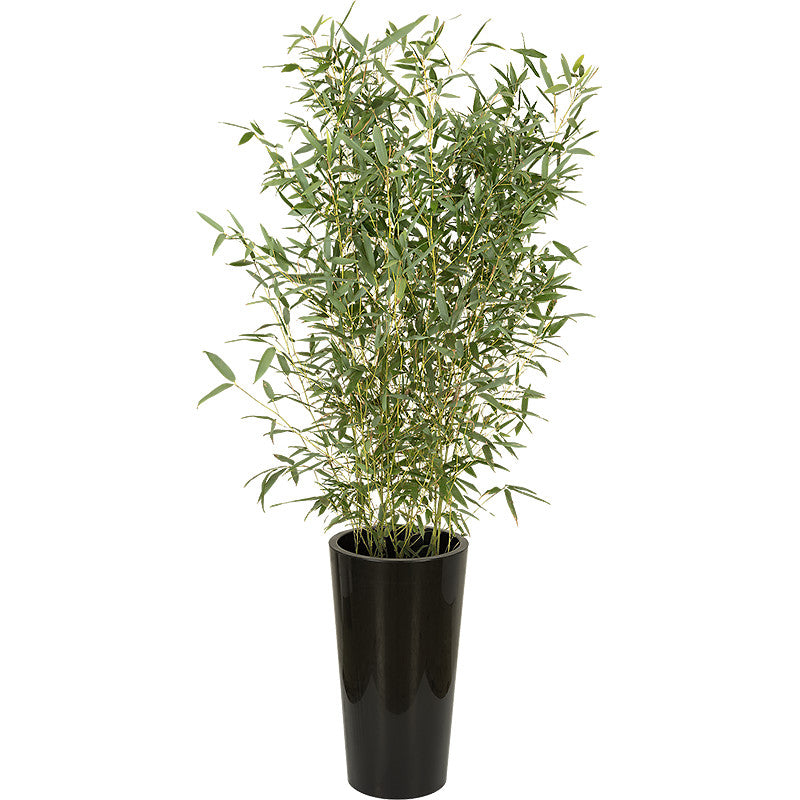 Bamboo plant 100/150cm