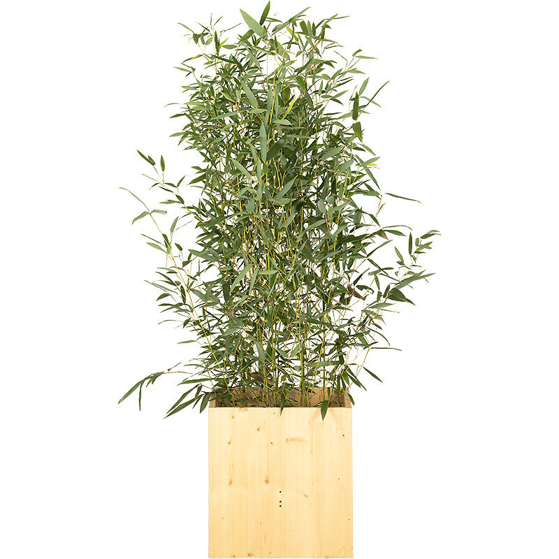 Bamboo plant 100/150cm