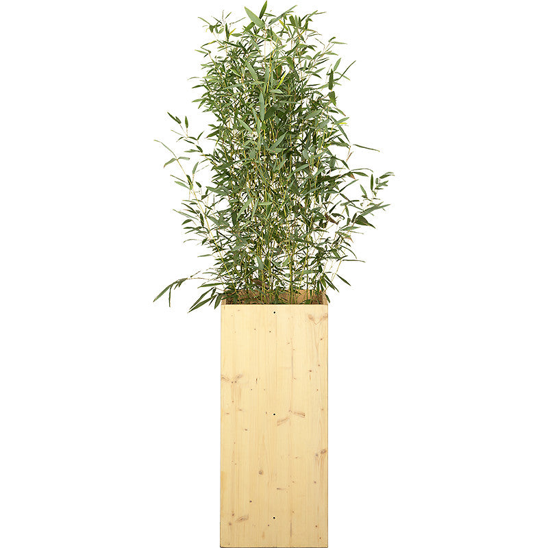Bamboo plant 100/150cm