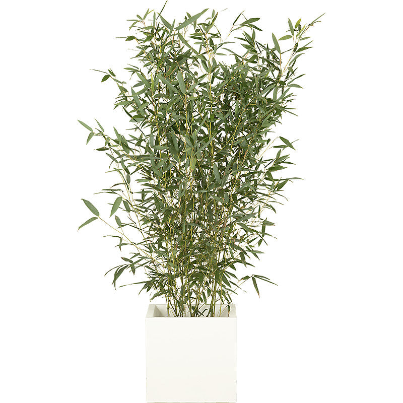 Bamboo plant 100/150cm