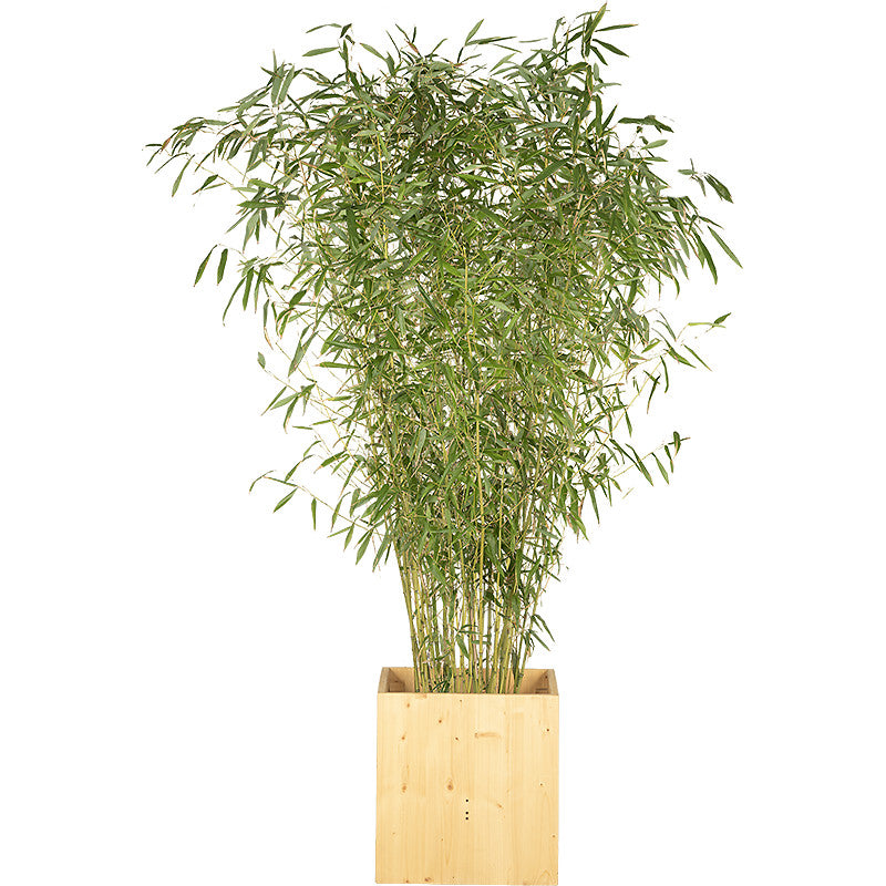 Bamboo plant 175/200cm H