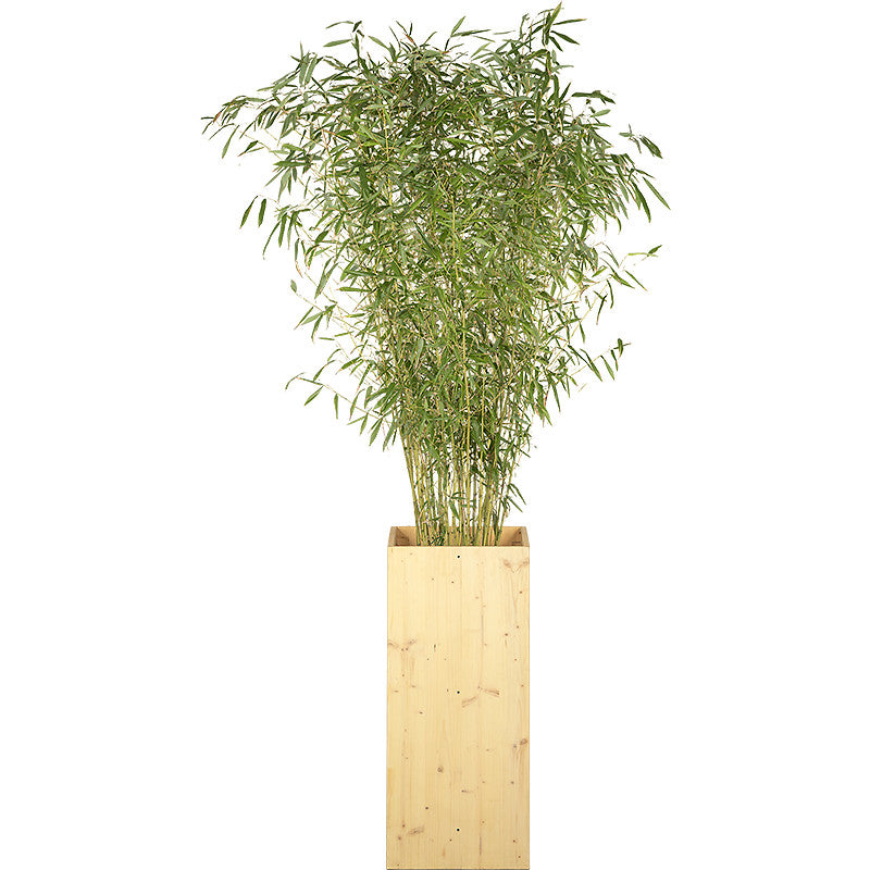 Bamboo plant 175/200cm H