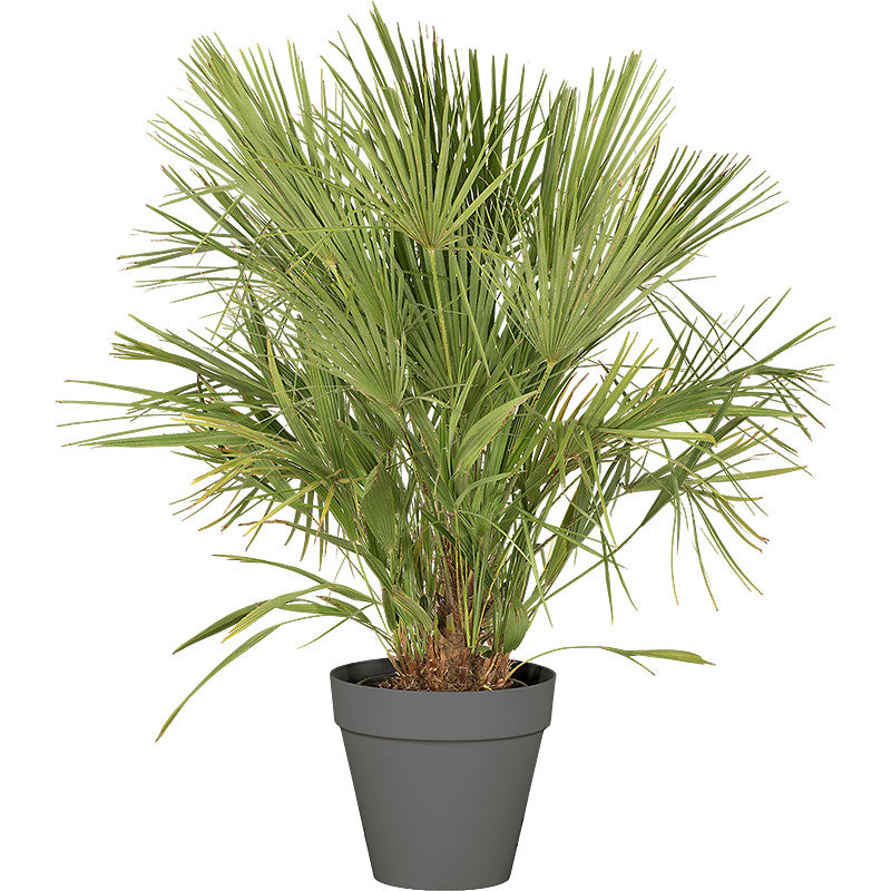 Chamaerops humilis - 100/150cm Ht