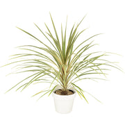 Cordyline Green 80/100cm Ht